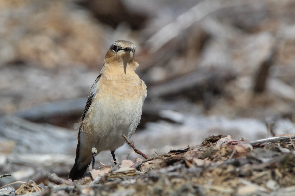 Northern Wheatear - Lily Morello