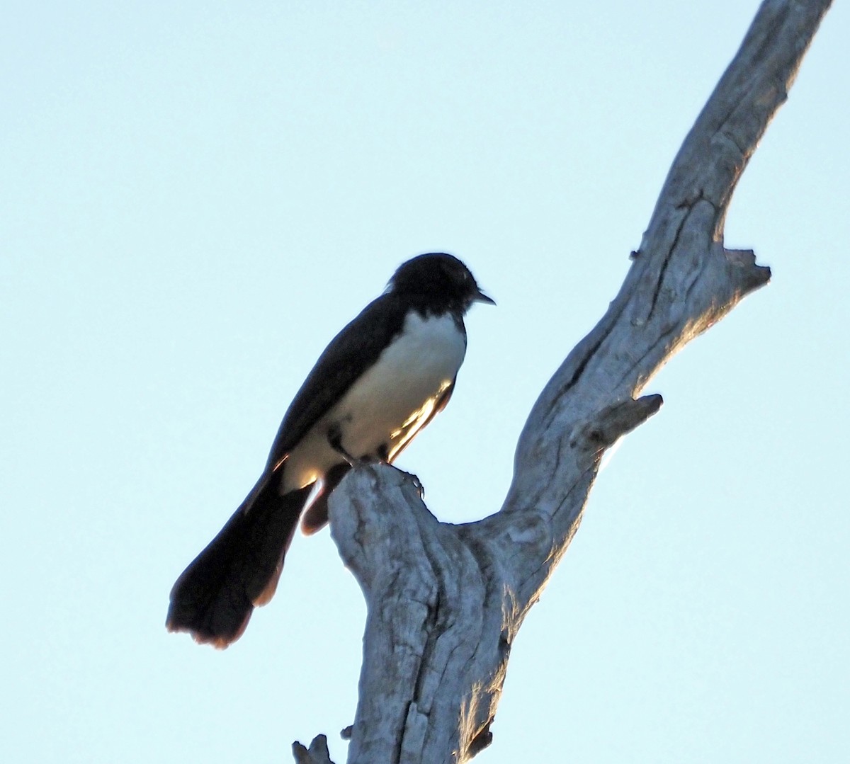 Willie-wagtail - Steve Law