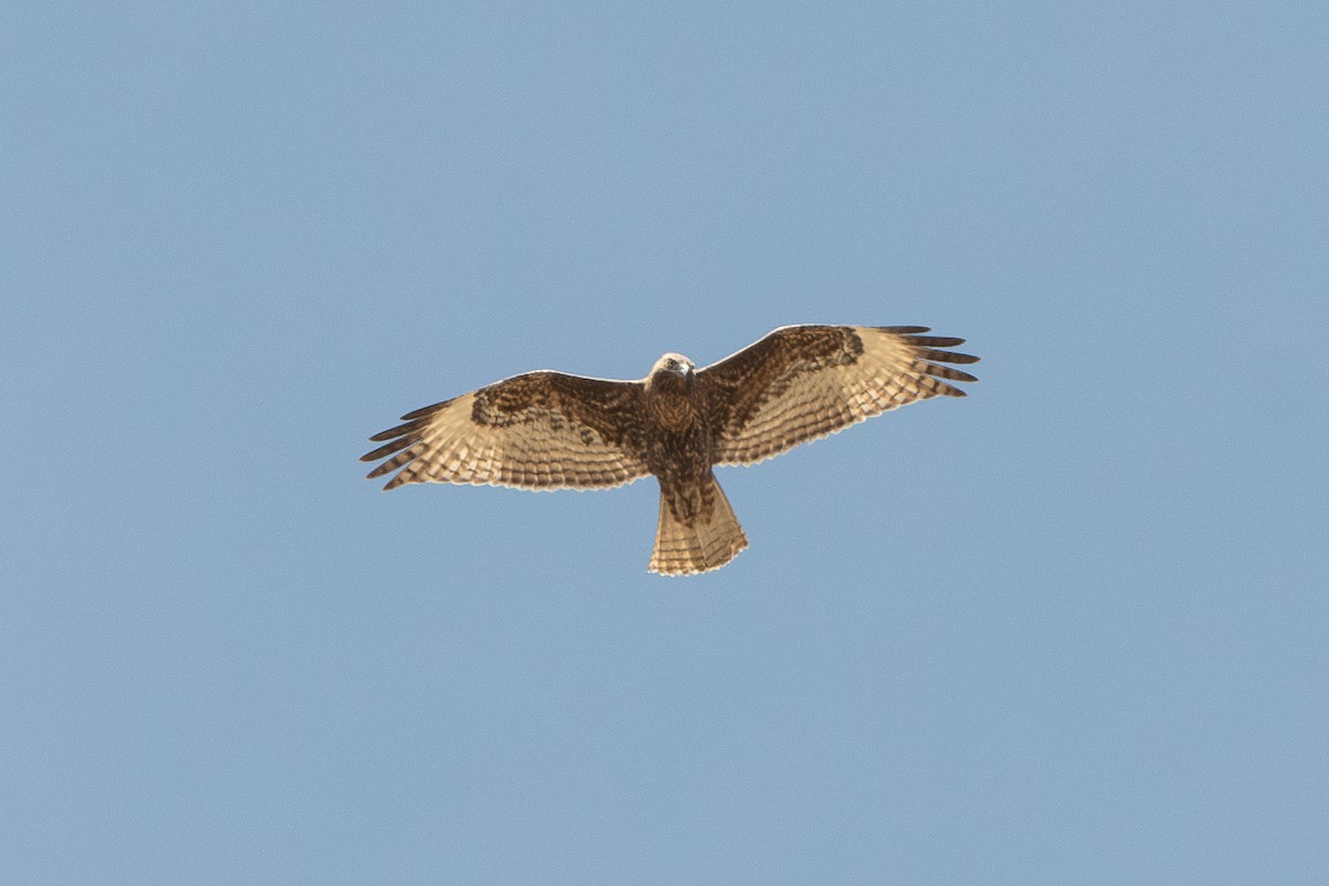 Buteo sp. - T. Jay Adams