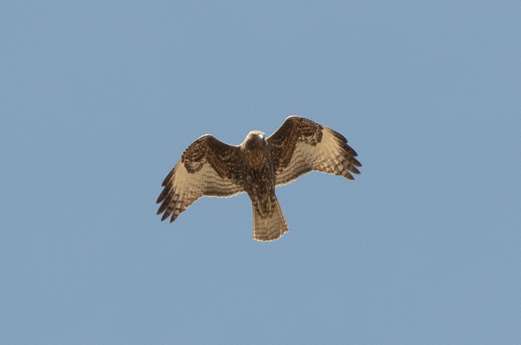 Buteo sp. - T. Jay Adams