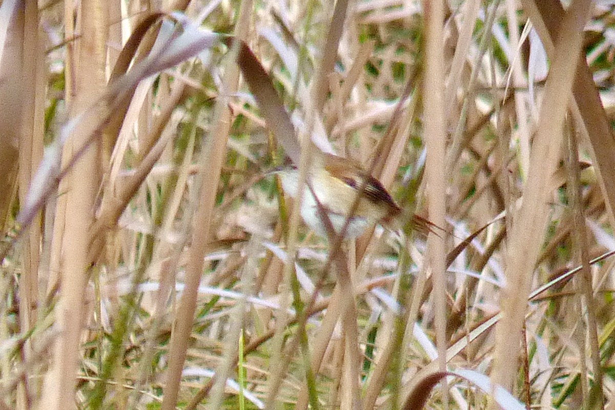 Sulphur-bearded Reedhaunter - ML609380705