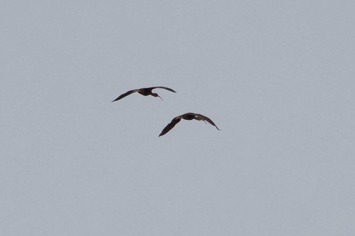 ibis hnědý - ML609380707