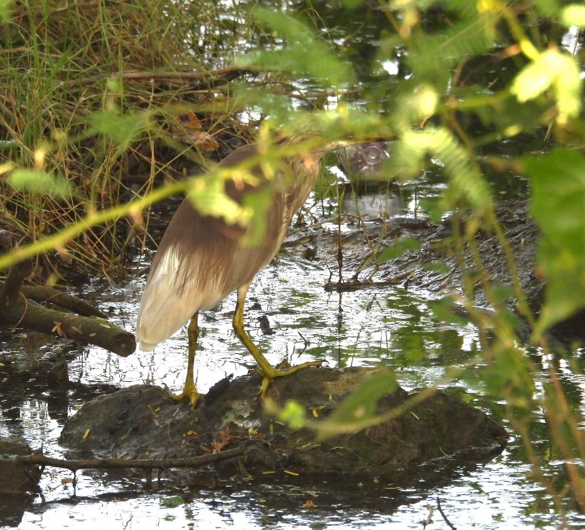 Indian Pond-Heron - ML609380738