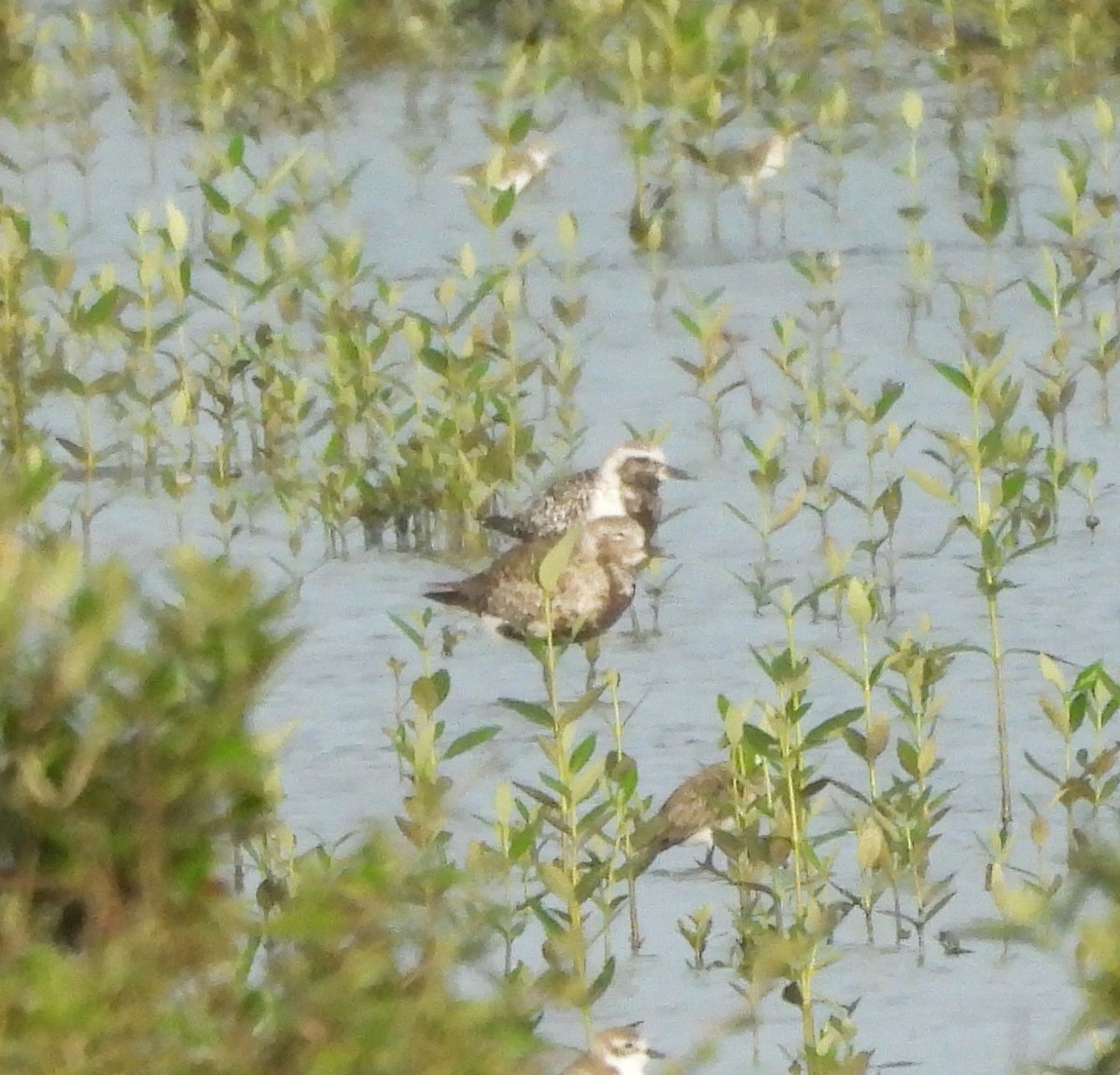 Black-bellied Plover - ML609380743