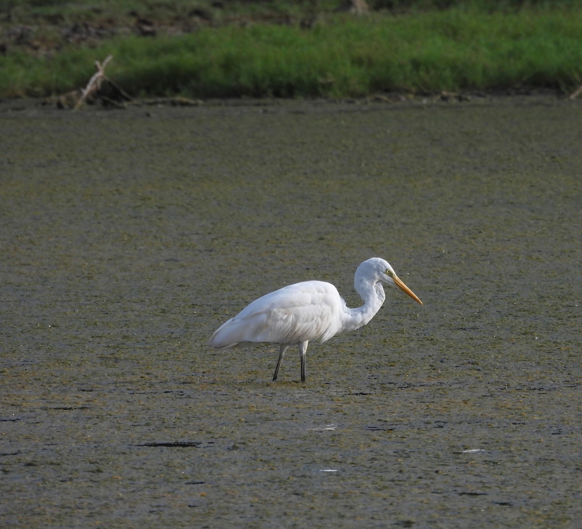 Great Egret - ML609380750