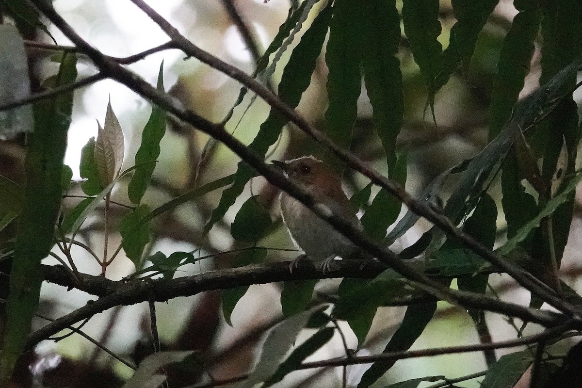 Yellow-throated Spadebill - Kim Mogensen