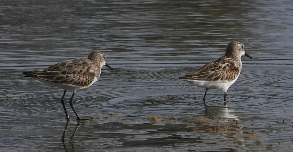 Little Stint - Shivaprakash Adavanne