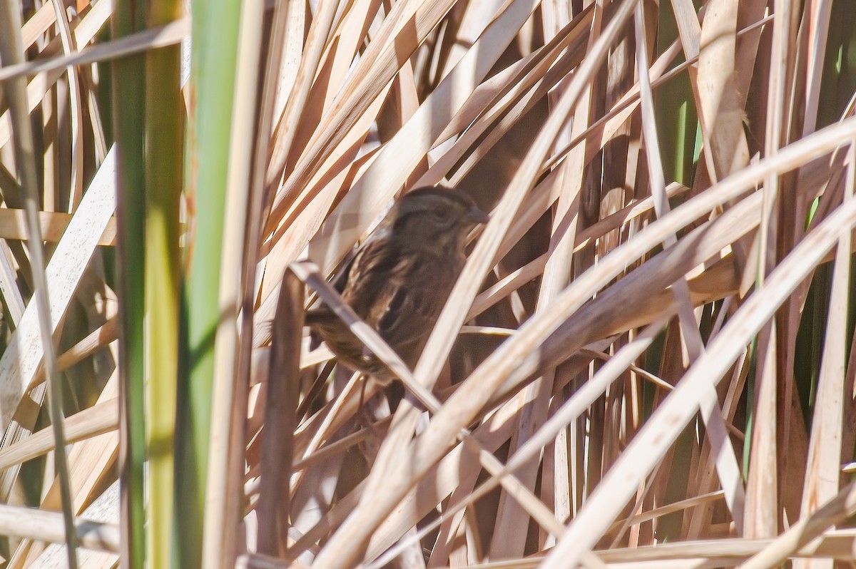 Swamp Sparrow - ML609380775