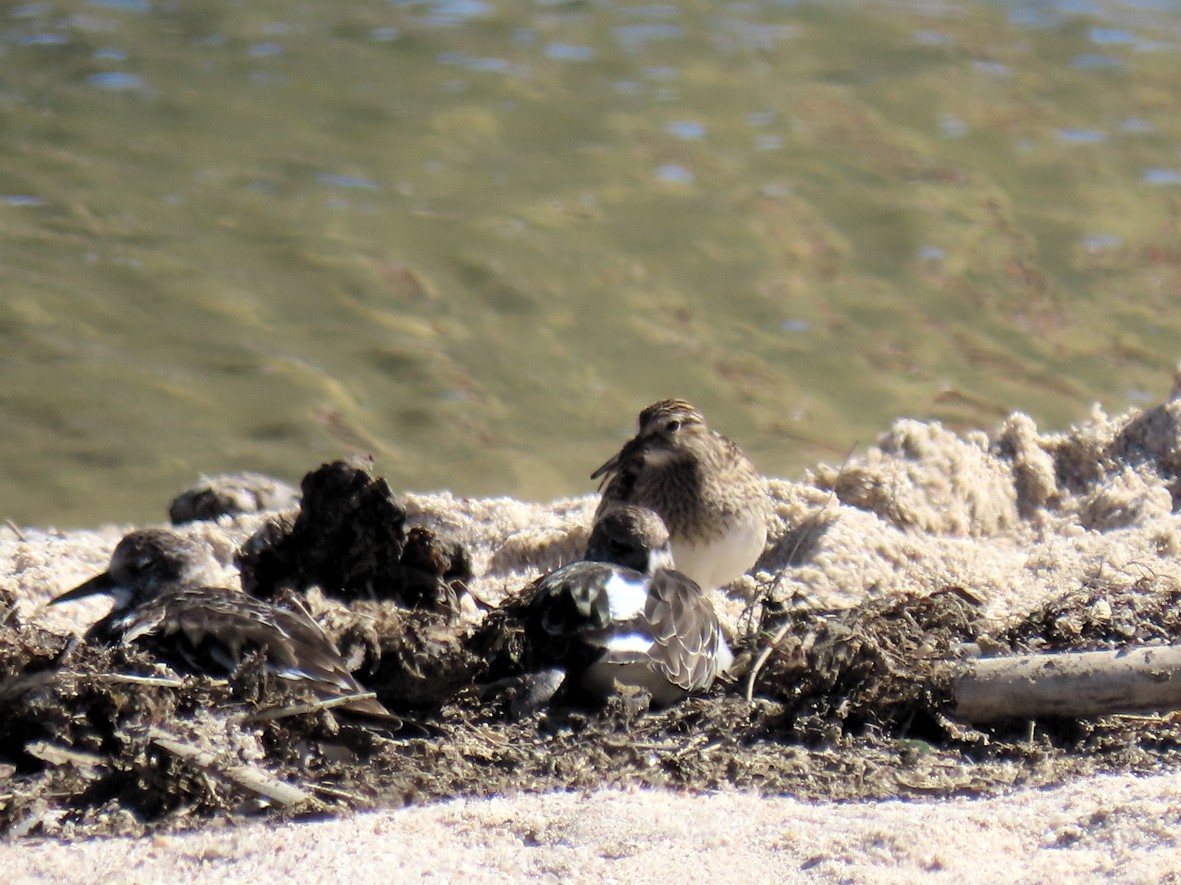 Орог элсэг - ML609380869