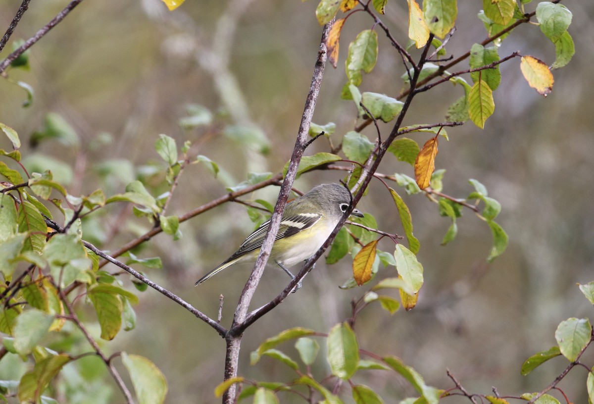 Blue-headed Vireo - ML609380880