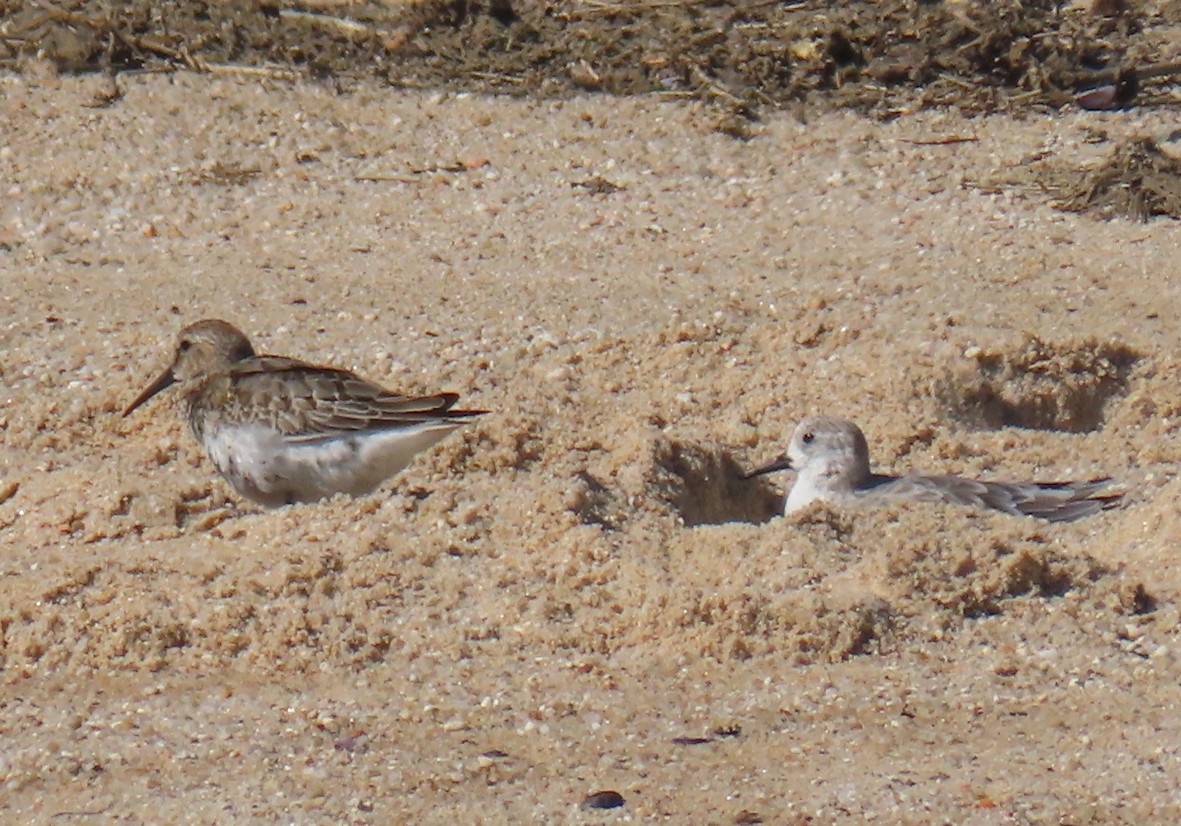 Хар элсэг - ML609380887