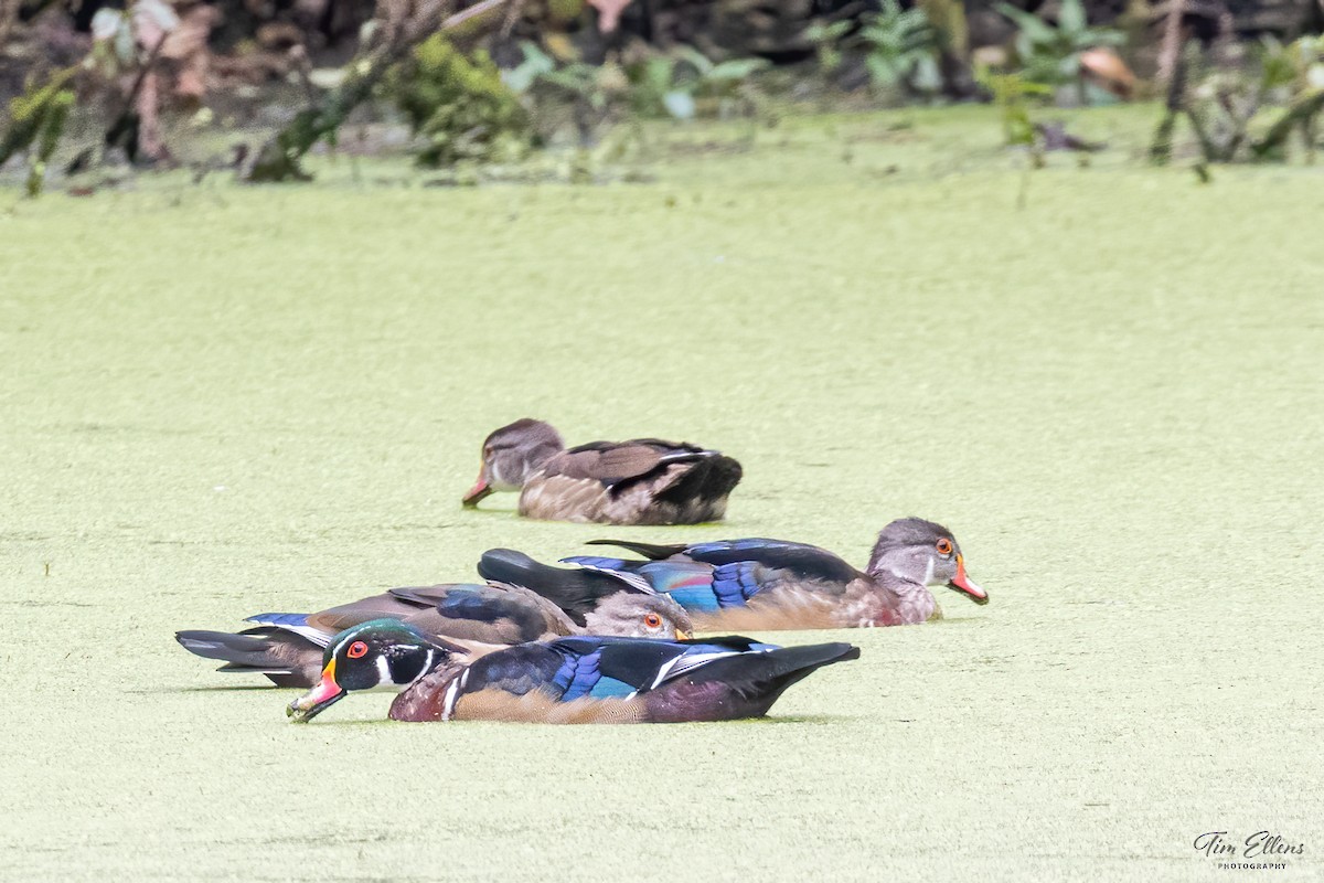 Wood Duck - ML609380910