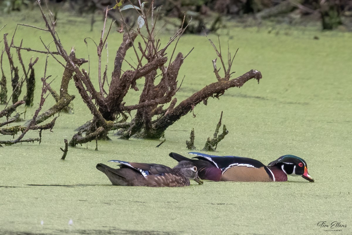 Wood Duck - ML609380911