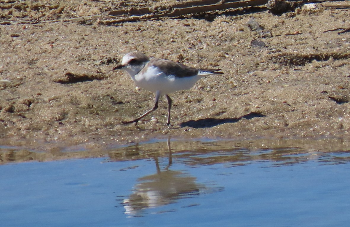 Тэнгисийн хиазат - ML609380966