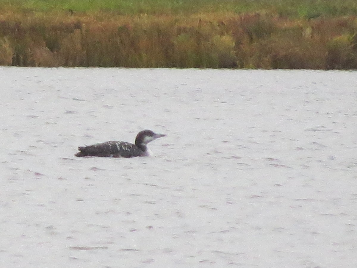 Common Loon - ML609380981