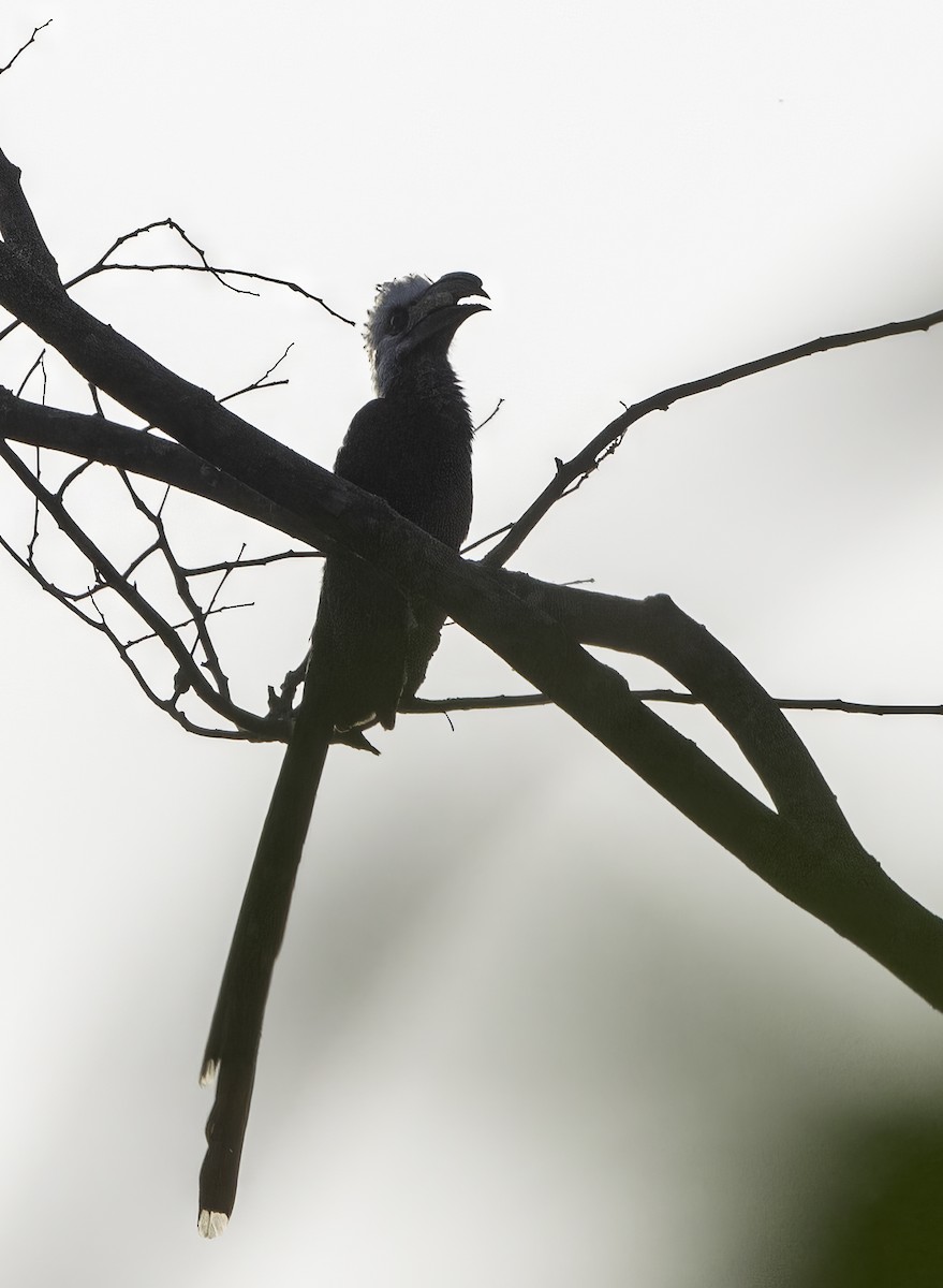 Western Long-tailed Hornbill - ML609381095