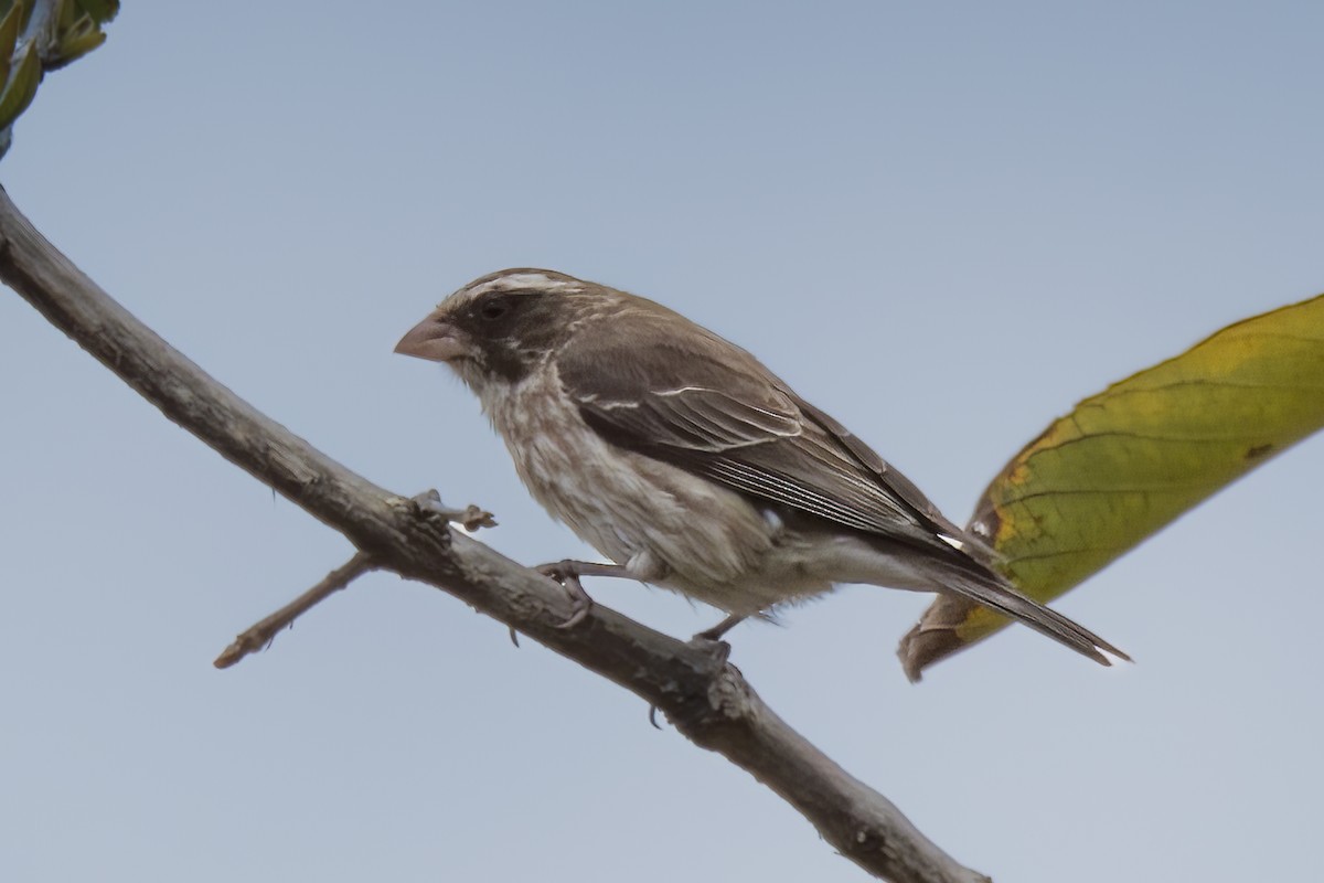 Stripe-breasted Seedeater - Giuseppe Citino