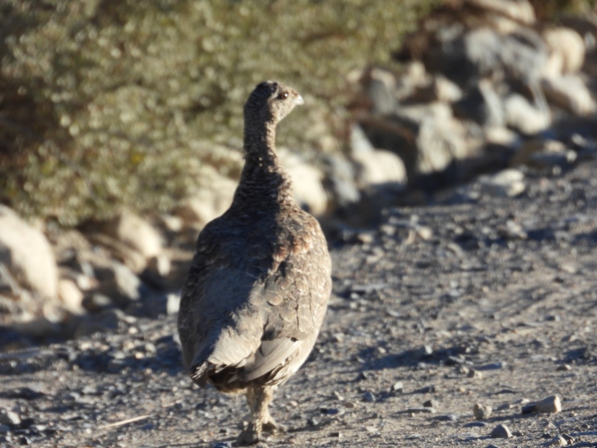 Gallo Fuliginoso - ML609381170