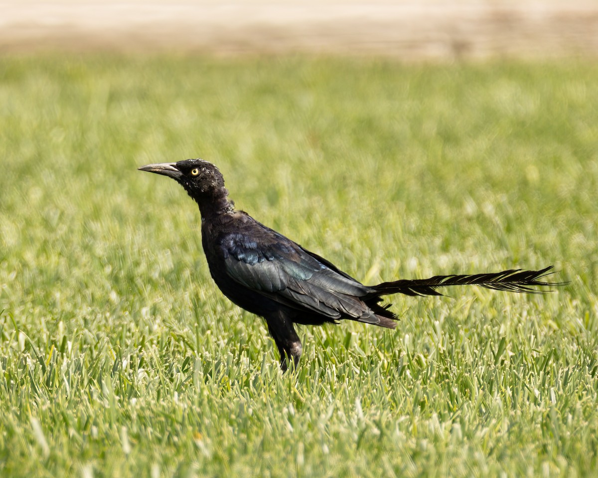 Great-tailed Grackle - ML609381207