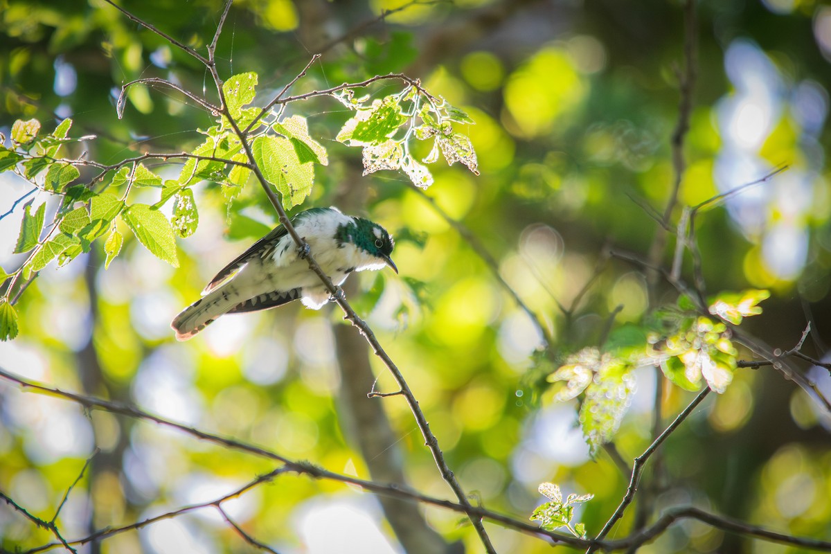 Klaas's Cuckoo - ML609381209