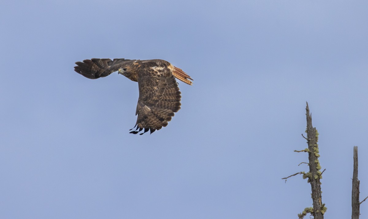 Rotschwanzbussard - ML609381226