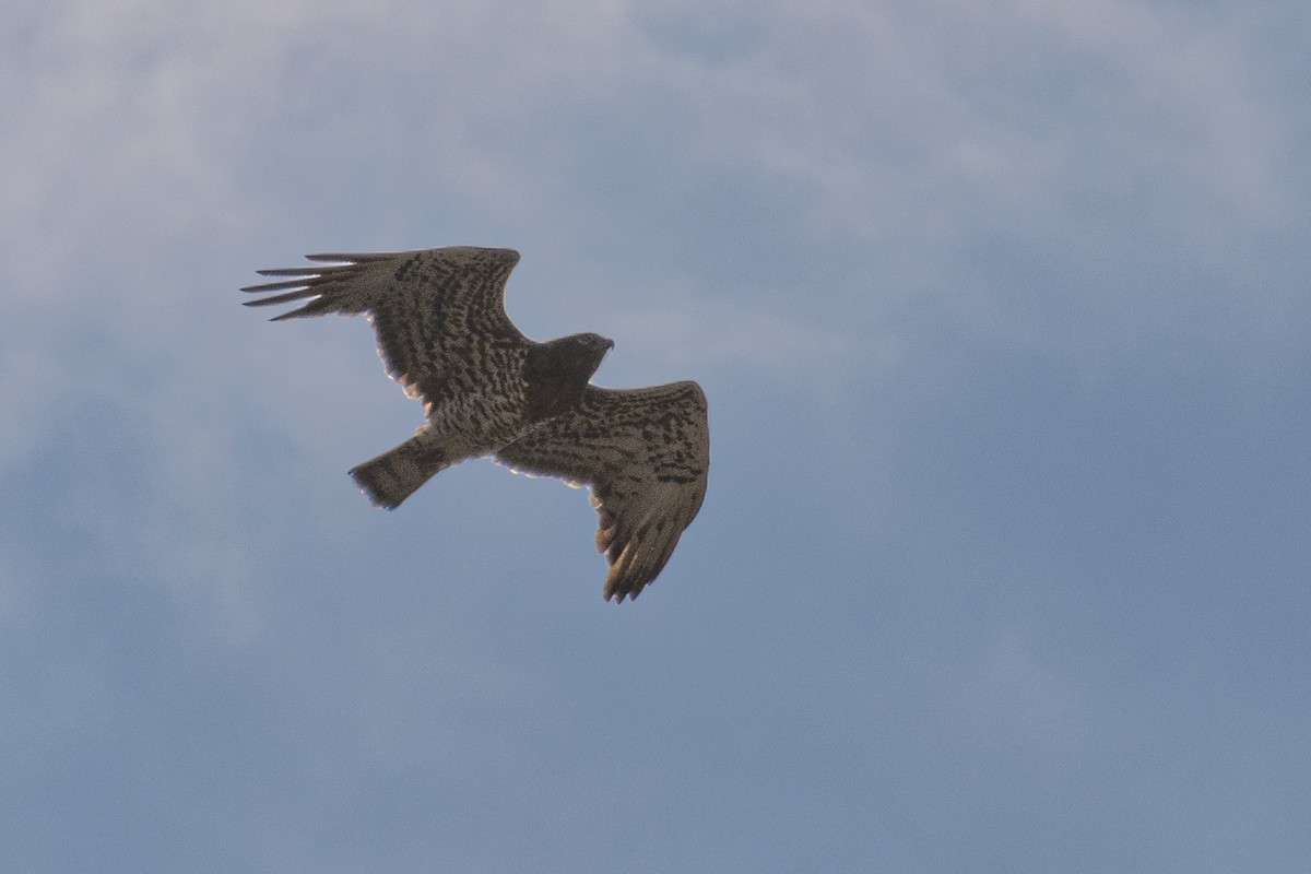 Short-toed Snake-Eagle - Yashar Sadafzadeh
