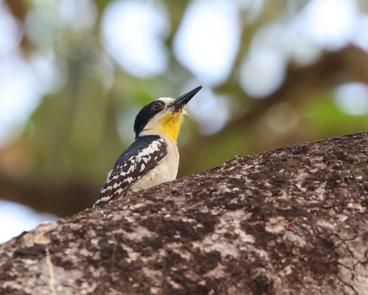 White-fronted Woodpecker - ML609381542