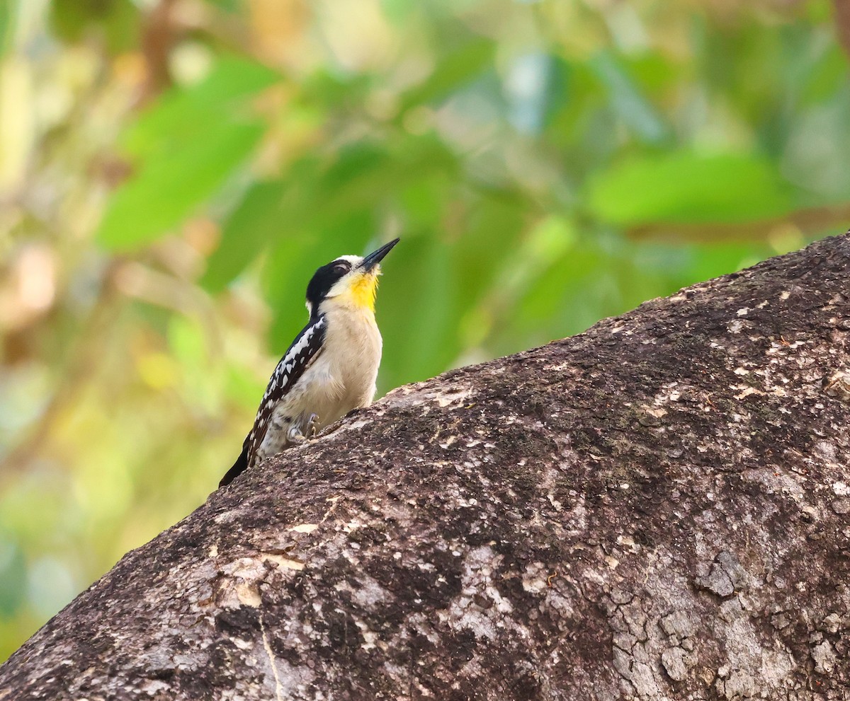 White-fronted Woodpecker - ML609381543