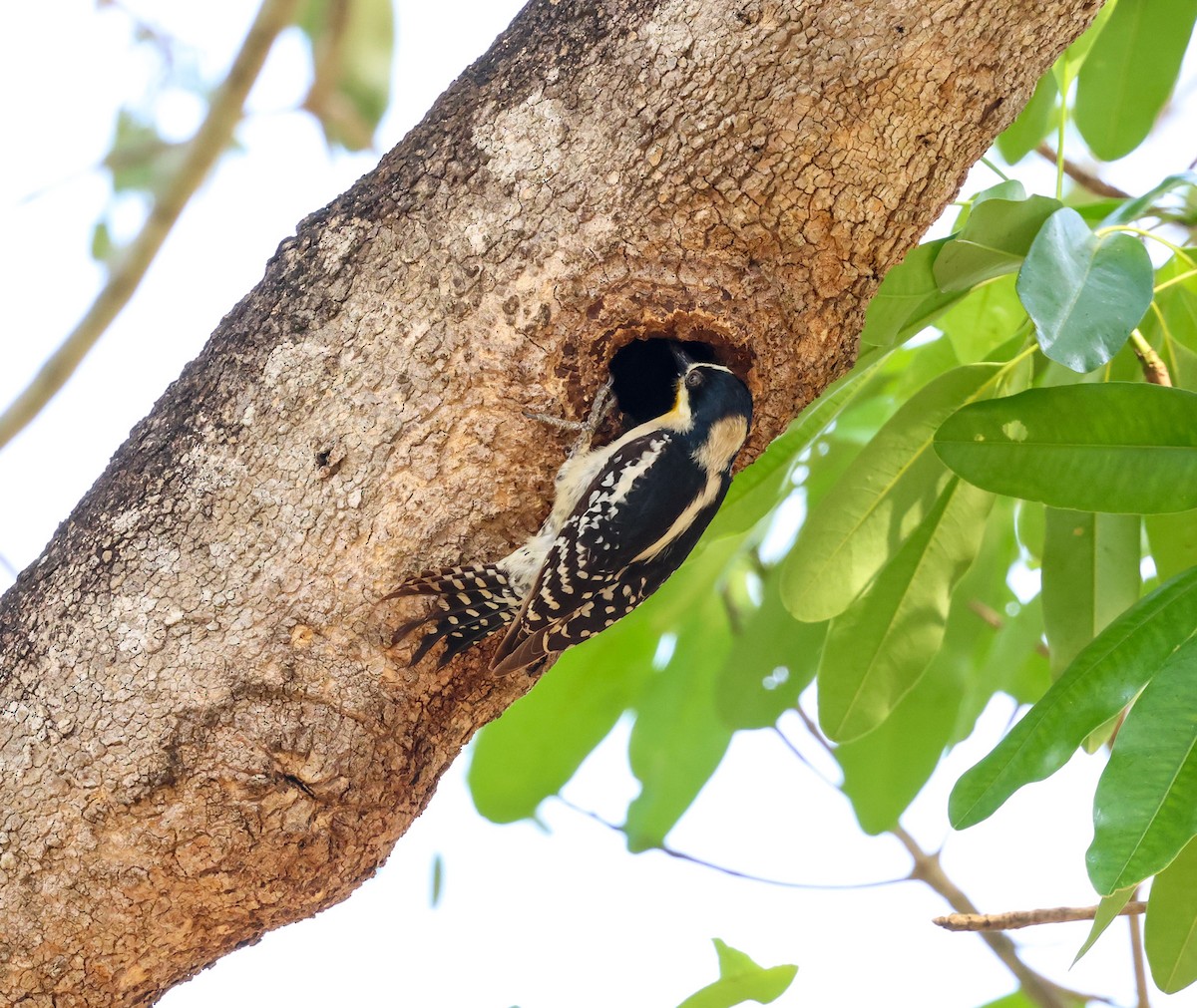 White-fronted Woodpecker - ML609381544