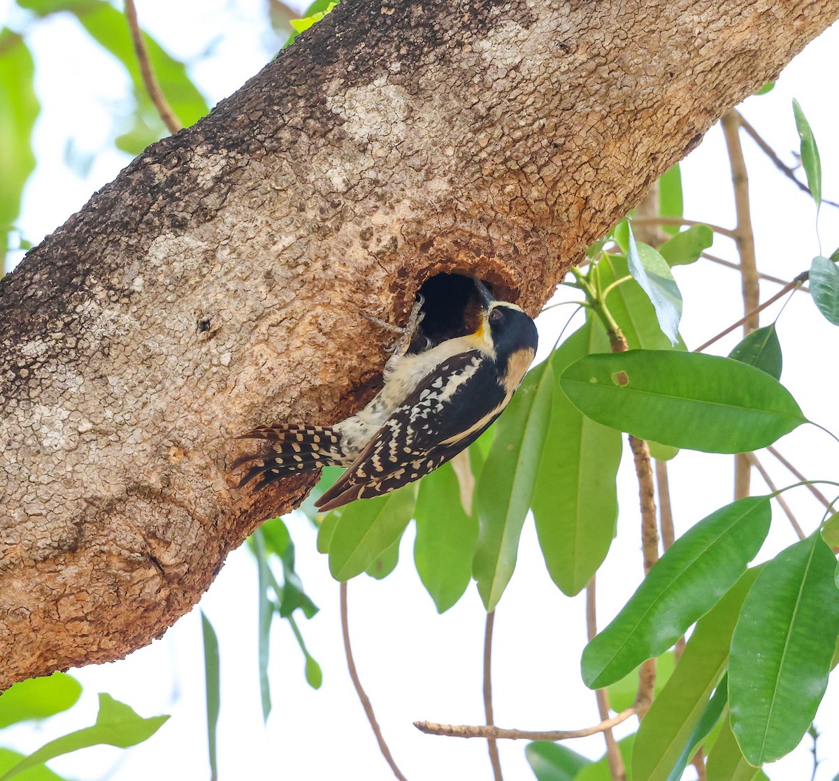 White-fronted Woodpecker - ML609381545
