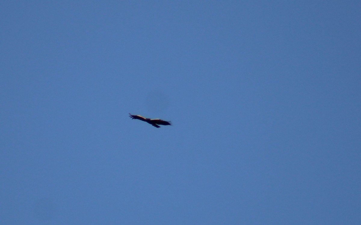 Lesser Spotted Eagle - ML609381548