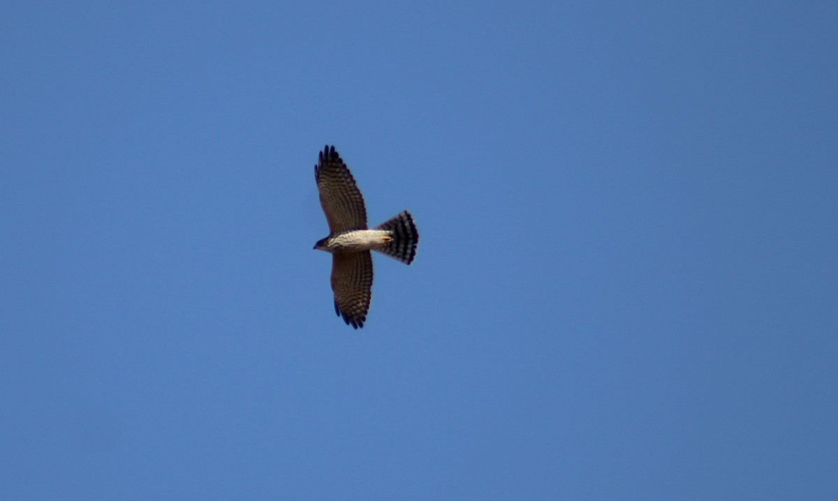 Levant Sparrowhawk - Yelena Antipova