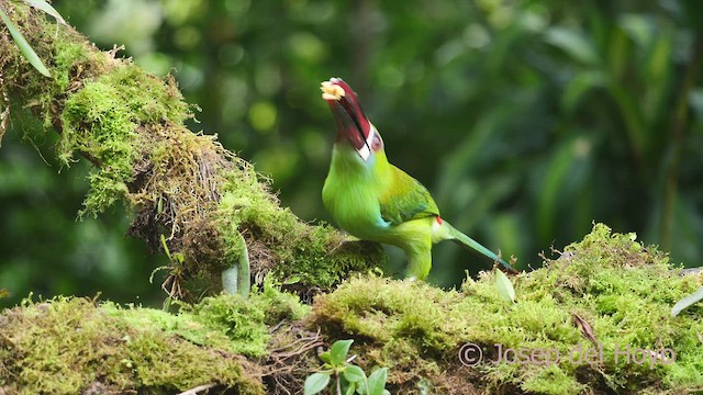 Toucanet à croupion rouge - ML609381615