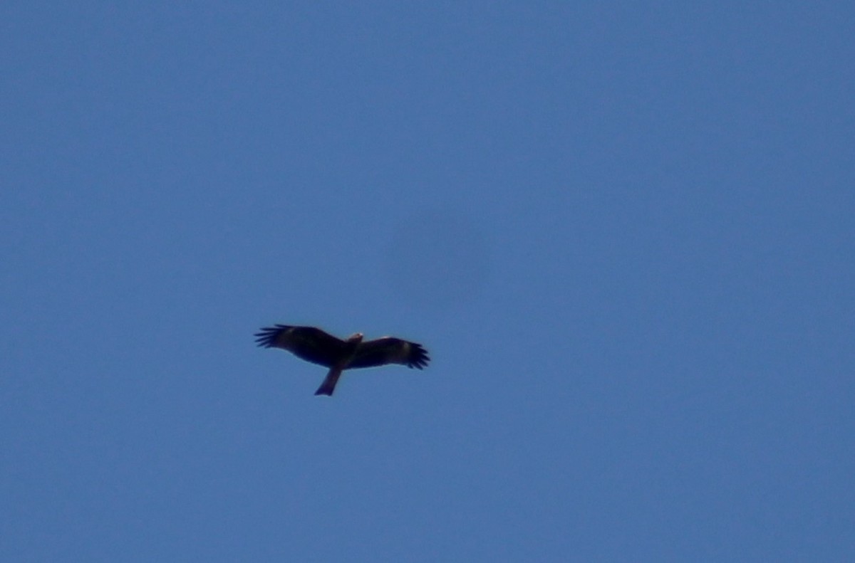 Black Kite - ML609381626