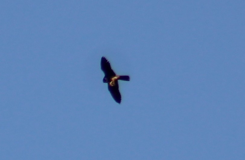 Eurasian Hobby - ML609381628