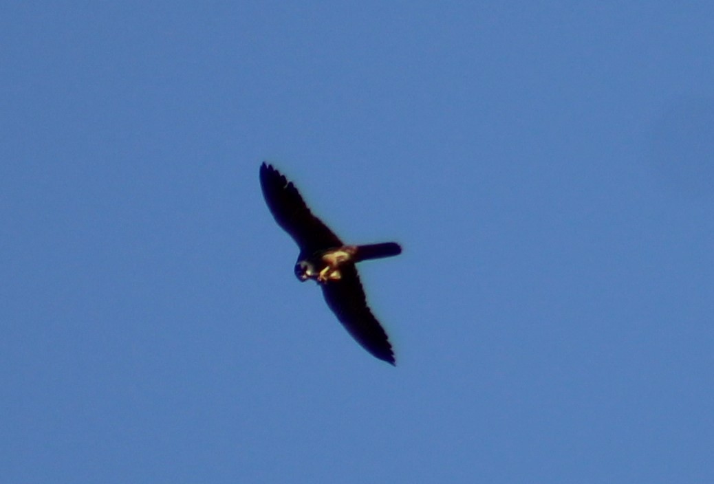 Eurasian Hobby - ML609381630