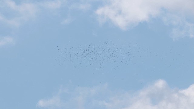 Broad-winged Hawk - ML609381696