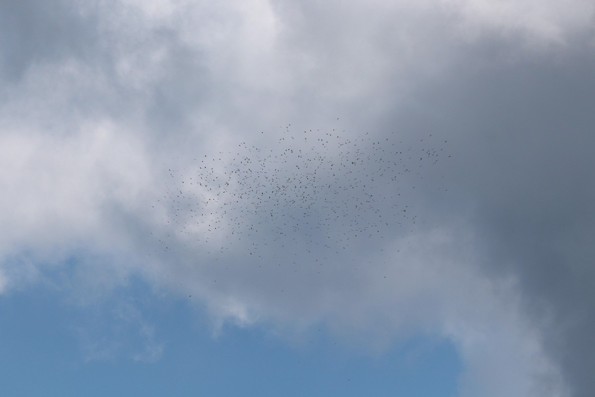 Broad-winged Hawk - ML609381750
