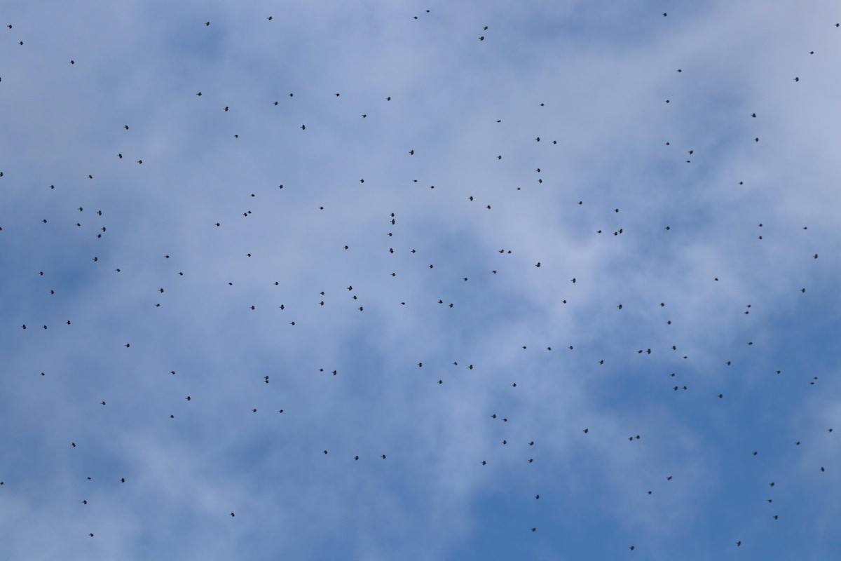 Broad-winged Hawk - ML609381751