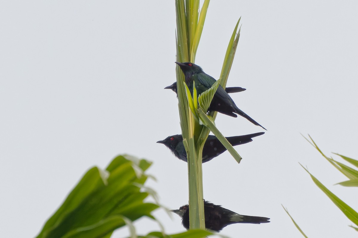 Metallic Starling - ML609381835