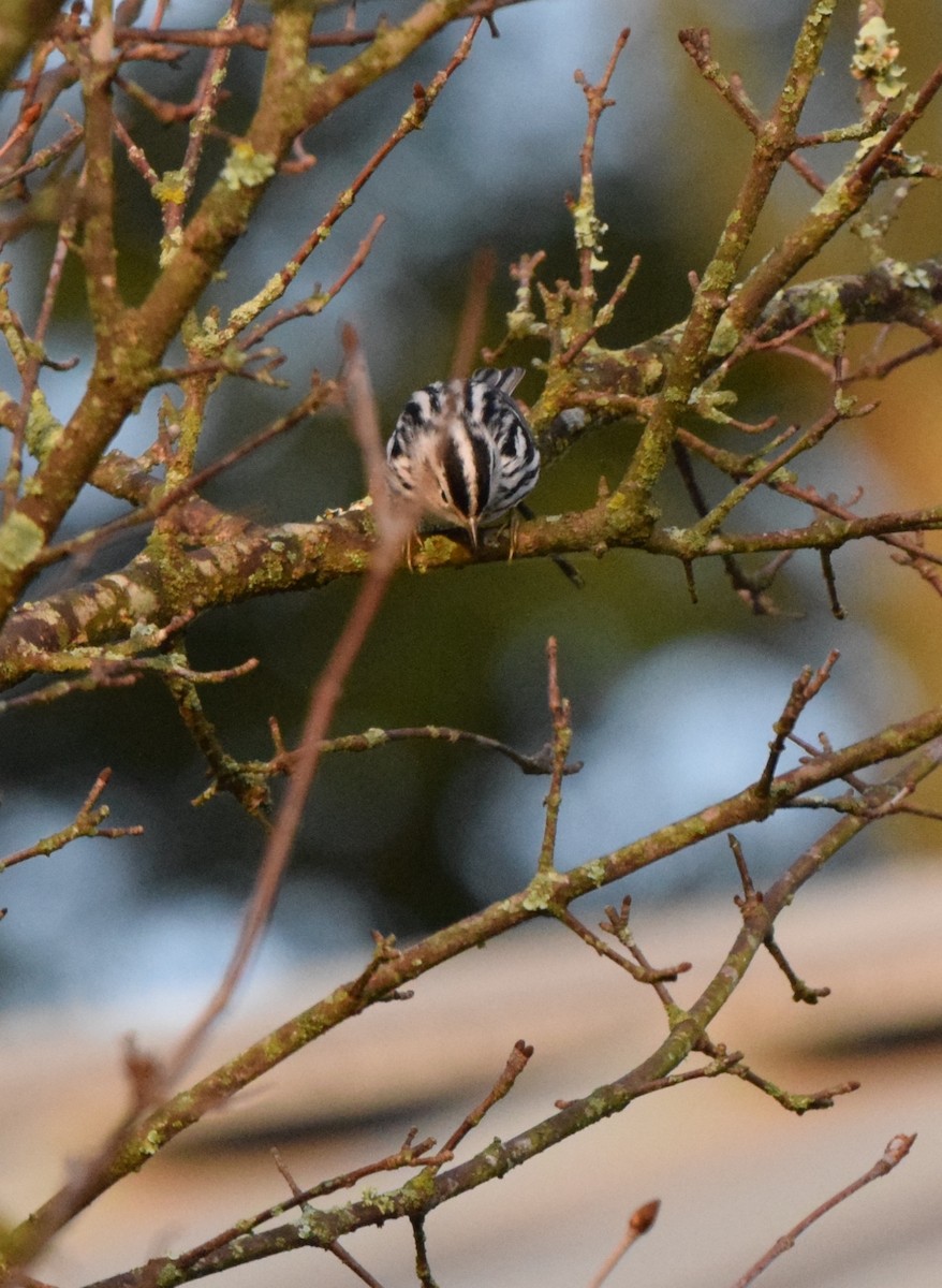 Black-and-white Warbler - ML609381857