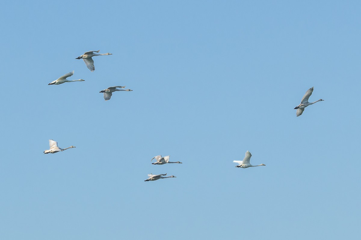 Whooper Swan - ML609381861