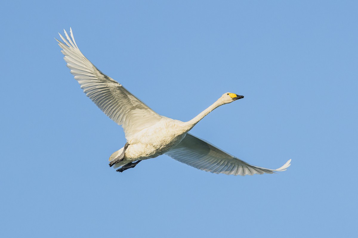 Whooper Swan - ML609381864