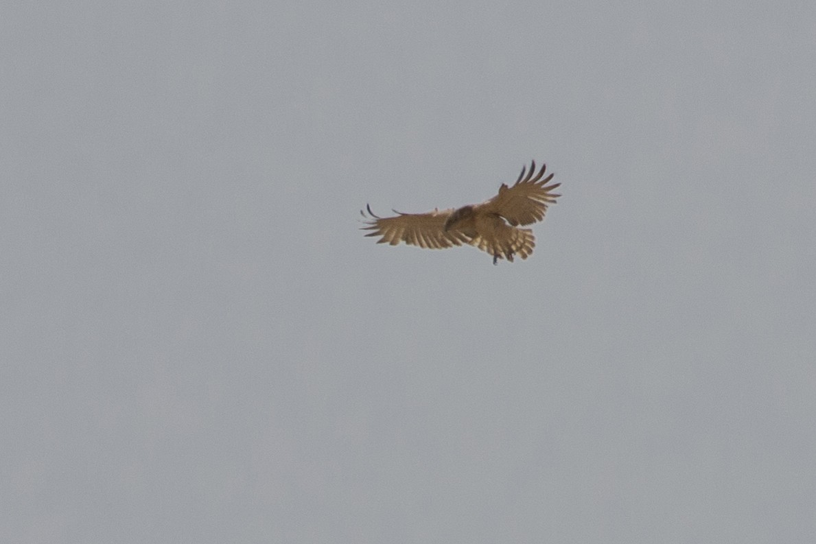 Short-toed Snake-Eagle - ML609381918