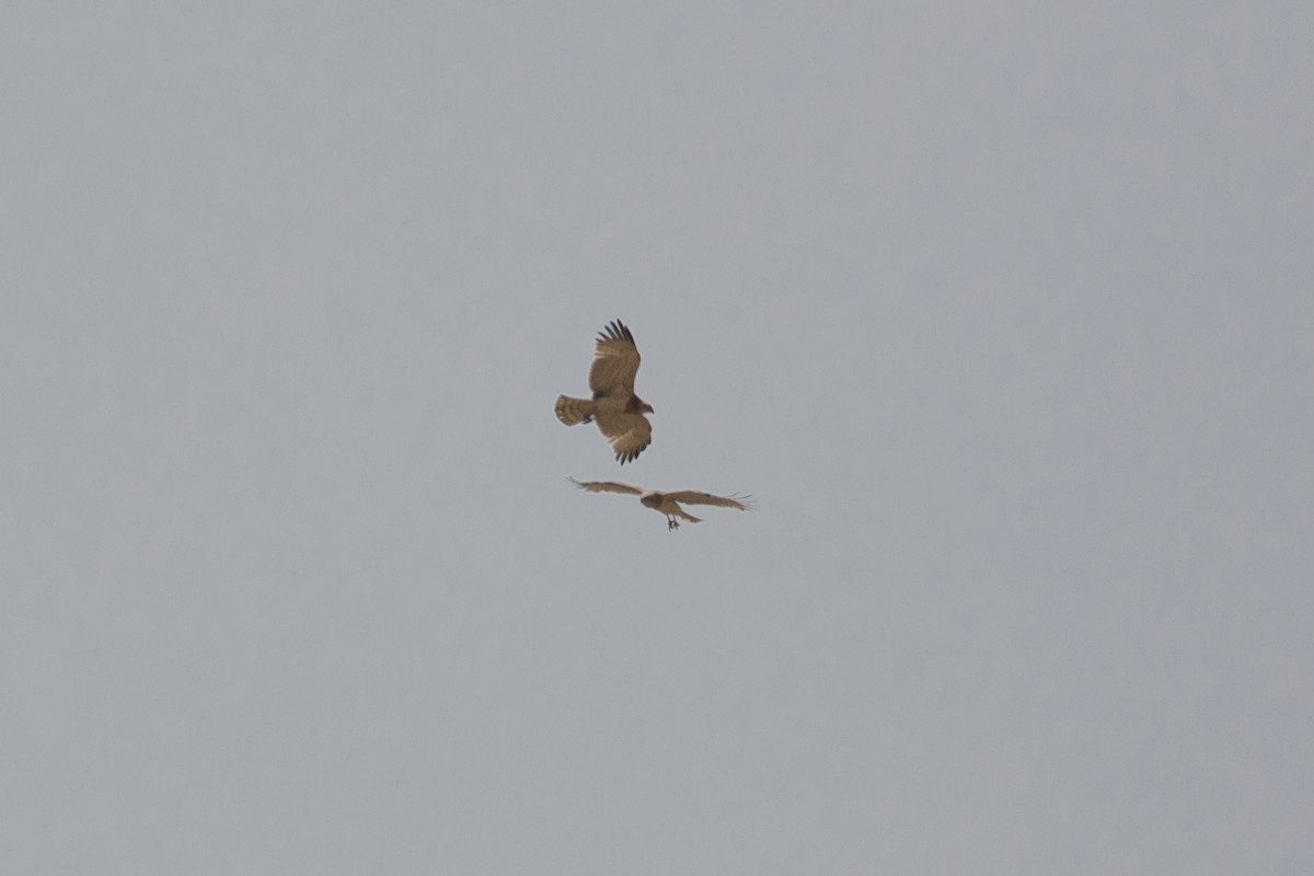 Short-toed Snake-Eagle - ML609381920