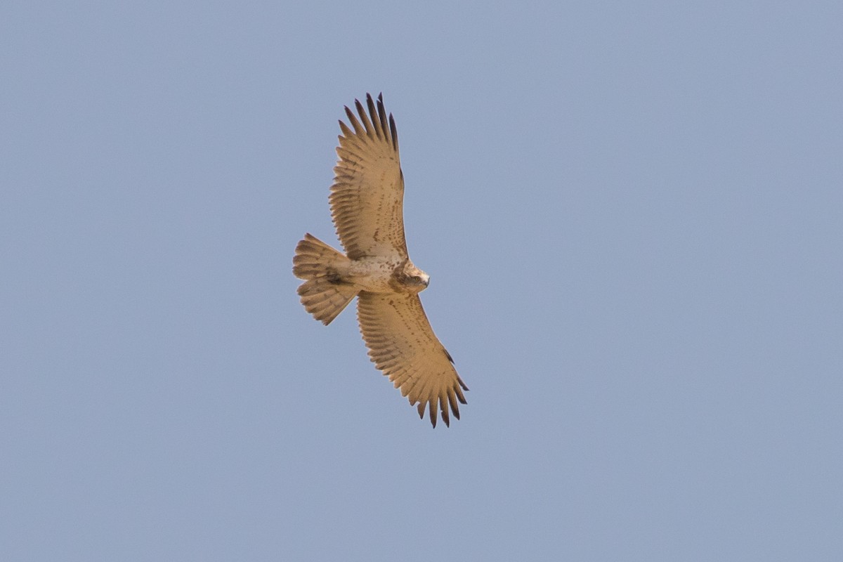 Short-toed Snake-Eagle - Mark Baker