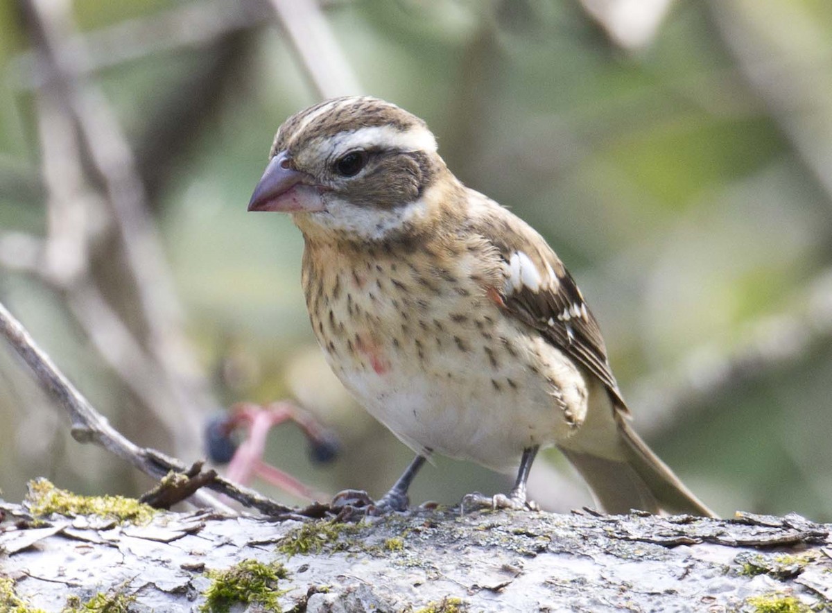 Rose-breasted Grosbeak - ML609381936