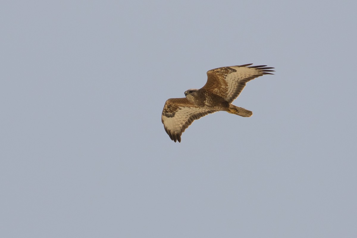 Common Buzzard (Steppe) - Mark Baker