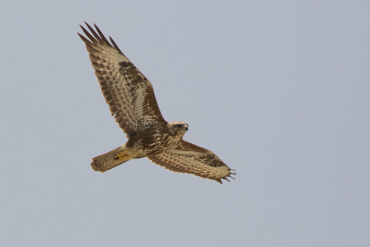 Common Buzzard (Steppe) - Mark Baker