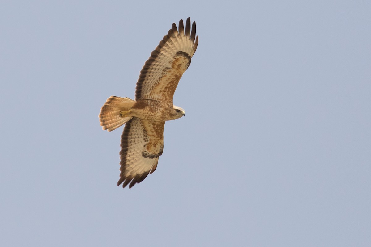 Common Buzzard (Steppe) - Mark Baker